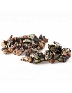 Comprar percebes marisco a domicilio - Romerijo